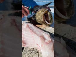 Filleting Highly Protected Grouper | The Best Grouper I’ve Eaten! #goliathgrouper #fishing #florida