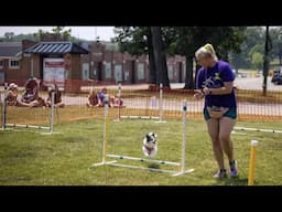 Can chihuahuas be trained for dog agility? YES
