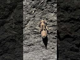 Dragonfly larvae becomes an adult (timelapse)