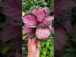 For 13 bucks, would you take this beautiful calathea!! 😍💚 or meh 🫤