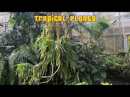 Sherman Library - Tropical Plants