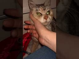 Best friend kitty 🥰 #bff #furbaby