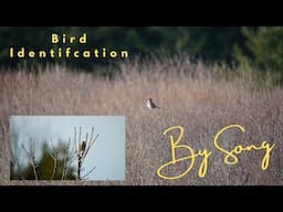 Bird Calls You Won't Forget After Hearing Them