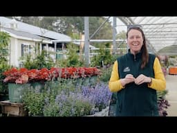 PETITTI Catmint Spotlight | Grow Nepeta for Pollinators & Deer Resistance