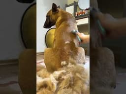 Shedding season
