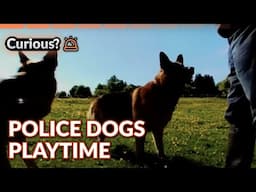 Metropolitan Police Dogs in Action | On The Frontline
