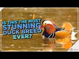 Mandarin Duck: Everything You Need to Know