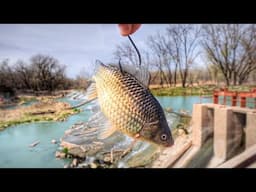 Dropping LIVE GOLDFISH Into A MASSIVE SPILLWAY!!! (First Flathead Of 2025)