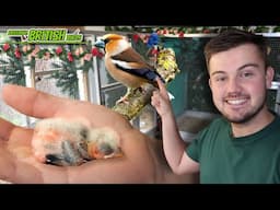 A Baby HAWFINCH! | Breeding British Birds S5:Ep3