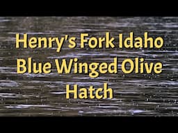 Blue Wings on the Henry's Fork