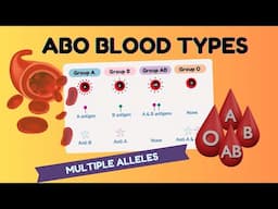 ABO Blood Types I Multiple Alleles