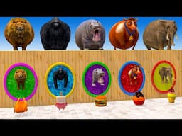 Long Slide Game With Elephant Gorilla Buffalo Hippopotamus Tiger - 3d Animal Game - Funny 3d Animals