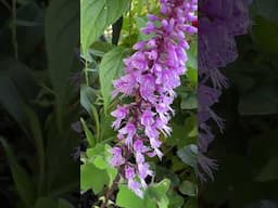 #shorts Stenoglottis longifolia in bloom!  #orchids #orchid #terrestrialorchid