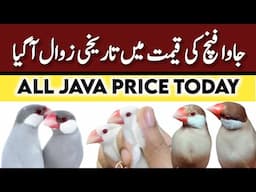 All java Sparrow rate List | java finch price in pakistan | Silver white fawn grey albino Java price
