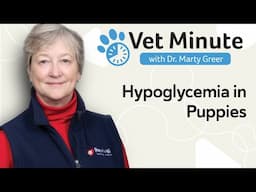 Hypoglycemia in Dogs: What You Need to Know!