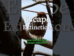 How did the Mauritius Kestrel Escape Extinction? #birds #conservation #animals