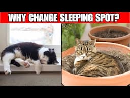 Why Does Your Cat Change Sleeping Spots So Often?