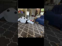 POV: You Dress Like Olaf and Your Dog Loses Her Mind 😂