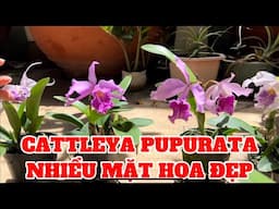 #cattleyapupurata Lan Cattleya pupurata -0834608769-LAN RỪNG LÂM ĐỒNG@lanrunglamdong