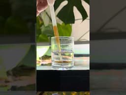 No Filter No Water Change Natural Dirted Tank Feeding Frenzy #aquarium #aquascape #planetaquarium