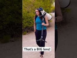 Sigma 300-600mm f/4 - Super Telephoto for E and L Mount #photography #wildlifephotography