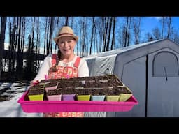 Mega Spring Seed Starting! Growing a Year’s Worth of Food on 1/20 Acre Alaska
