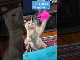 Orange Brain Cell Activated🐈 Shine #cat #catshorts #shorts