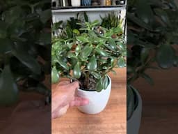 How to set up your Jade Plant for Success