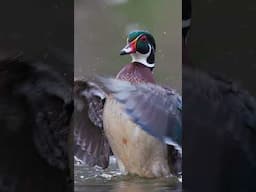 Magic of Wood Duck Photography #woodduck #wildlifephotography #canonr5markii