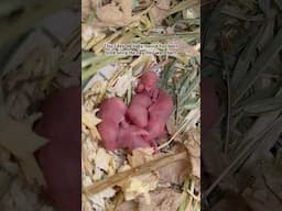 If you hadn’t seen, there’s been a second litter of baby rescue mice born 😅 #mice #petmice #pets