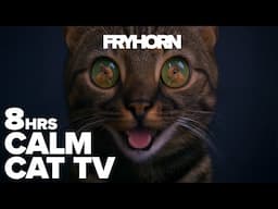 CALM CAT TV 8HRS