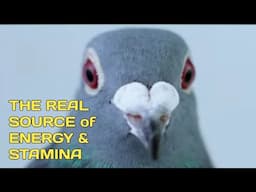 What is REAL Source of ENERGY & STAMINA for Racing Pigeon?