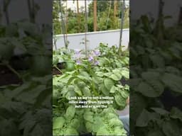 Growing potatoes in a dustbin. #garden #gardening #potatoes #gardenhacks