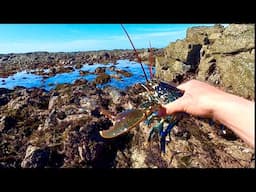 Big Lobsters & Abalone on the Extreme Low Tide ! Coastal Foraging - Catch & Cook