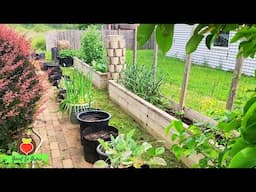 See What’s Growing in My Wisconsin Garden Right Now!