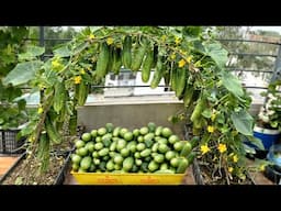 Everyone Said I Would Fail... Until They Saw My Cucumber Harvest!