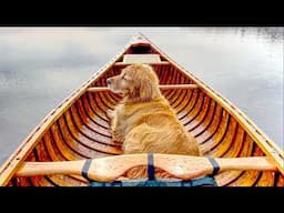 It's all about a Dog | Learning to Fly Fish with my Golden Retriever, Brook Trout in the Wilderness