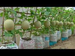 Why Does Growing Cantaloupes in Grow Bag Soil Yield So Much Fruit Discover the Secret Now| Gardening