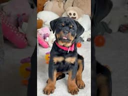 Rottweiler puppies are the best