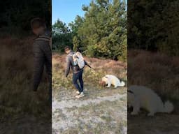 This is why I train 😅 #samoyed #dog #training