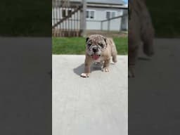 Meet your new best friend! 😍 More details on our website 💫 #oldenglishbulldog