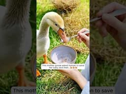 This mother goose asked human to save her baby and then...🥰🥰🥰