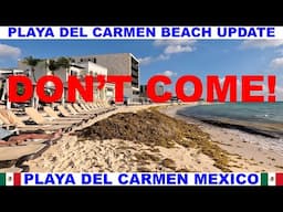 PLAYA  DEL CARMEN MEXICO BEACH AND SEAWEED UPDATE - DON'T COME NOW - BEACHES ARE HORRIBLE