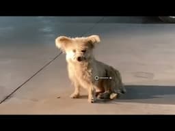Tears rolling down her cheeks, she wandered around the parking lot looking for food and safe shelter