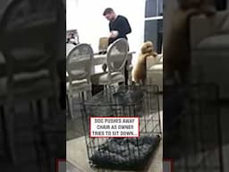 Dog Pushes Chair As Owner Tries to Sit Down 🤣 (🎥: ViralHog)