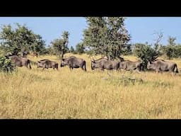 Wildebeest Herd Walking in Line to Waterhole  Kruger Park Dry Season Sighting. #wildlife #safari