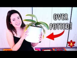 Are big pots killing your Orchid? 🤔 Orchid Care for Beginners
