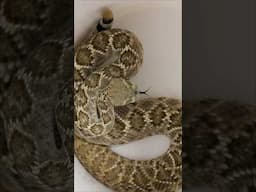 Western Diamondback Rattlesnake!!!