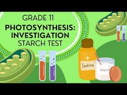EASY to understand : Photosynthesis Investigations - Starch test