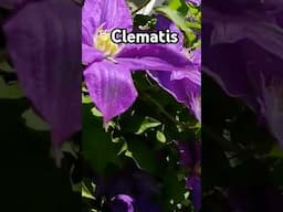 Clematis | Best climbing flower to add in your garden 🌼 #garden #flowers #plants #shorts #beautiful
